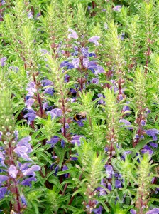 b028_Dracocephalum moldavica